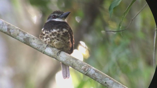 Sooty-capped Puffbird - ML316616251