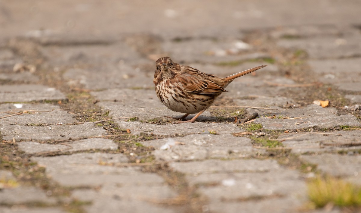 Song Sparrow - ML316616661