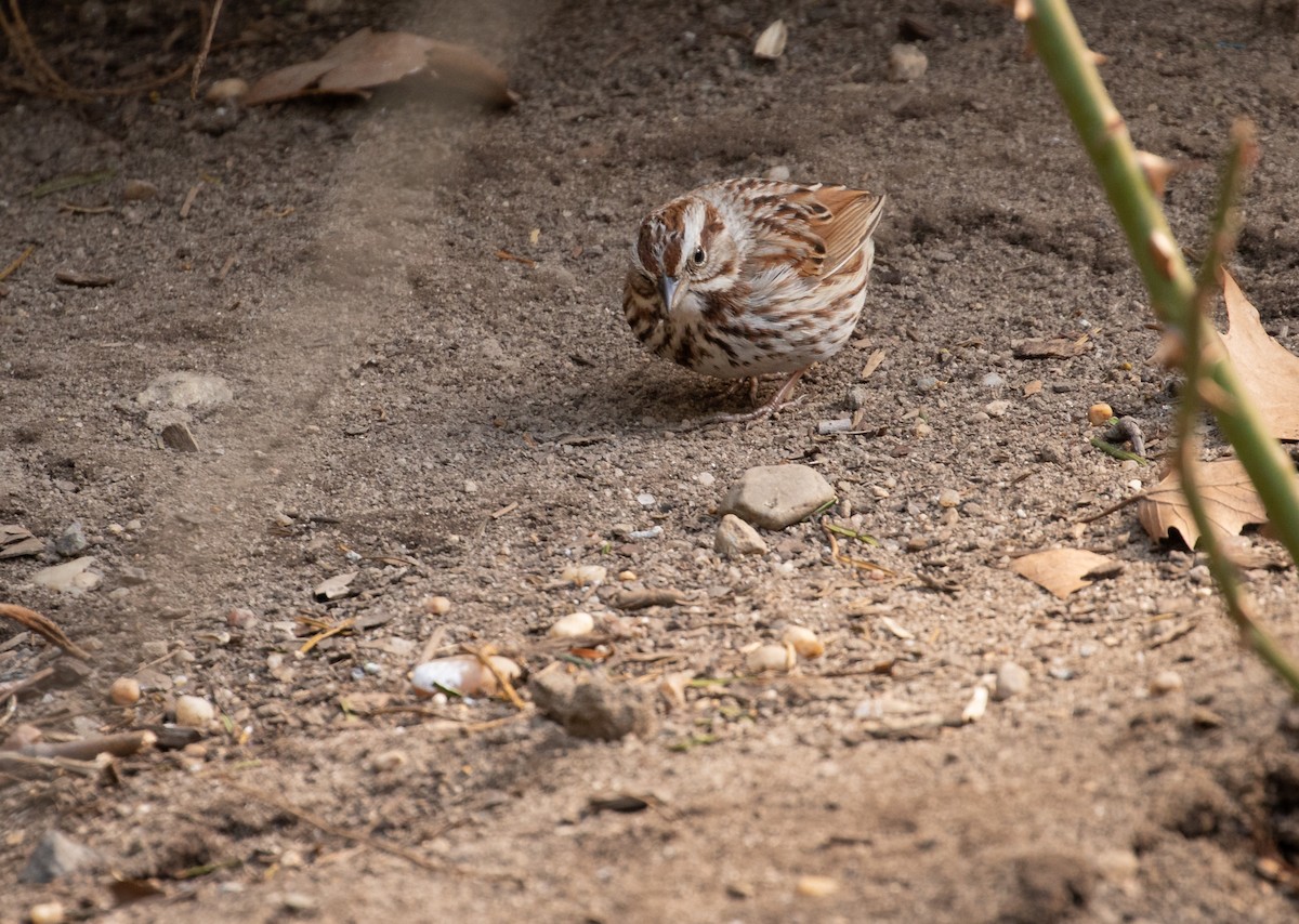 Song Sparrow - ML316616751