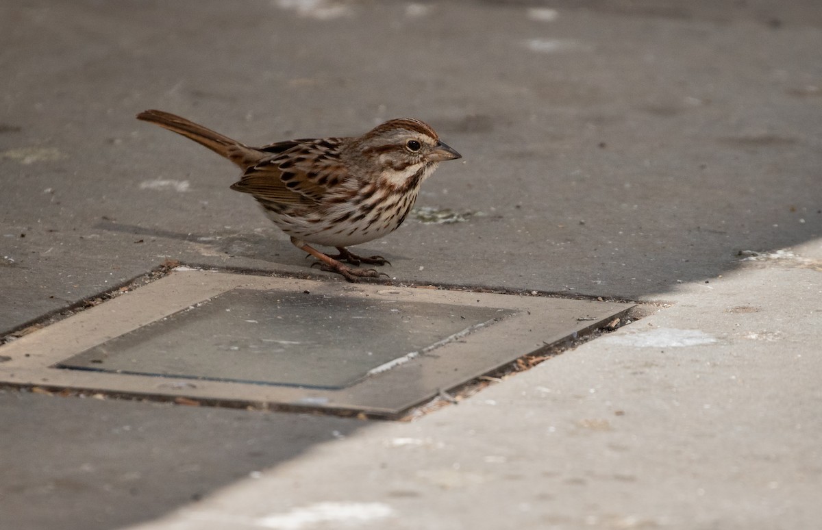 Song Sparrow - ML316616831