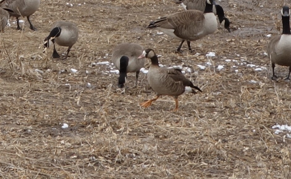 Greater White-fronted x Canada Goose (hybrid) - ML316616871
