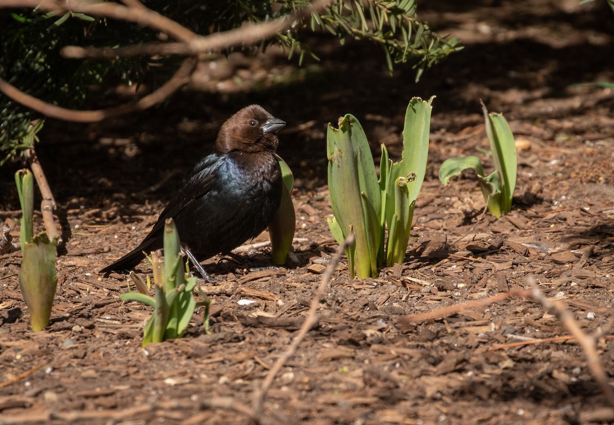 Brown-headed Cowbird - Richard  Davis