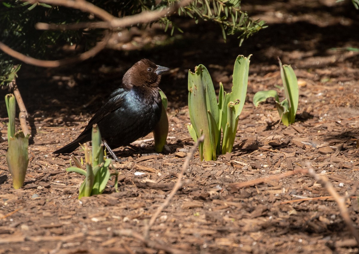 Brown-headed Cowbird - ML316616941