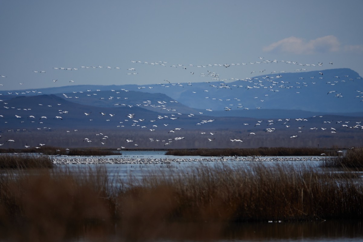 Snow Goose - Evan Thomas