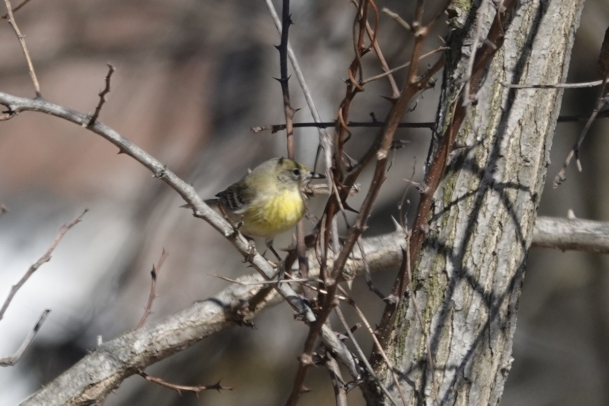 Pine Warbler - karen o'hearn