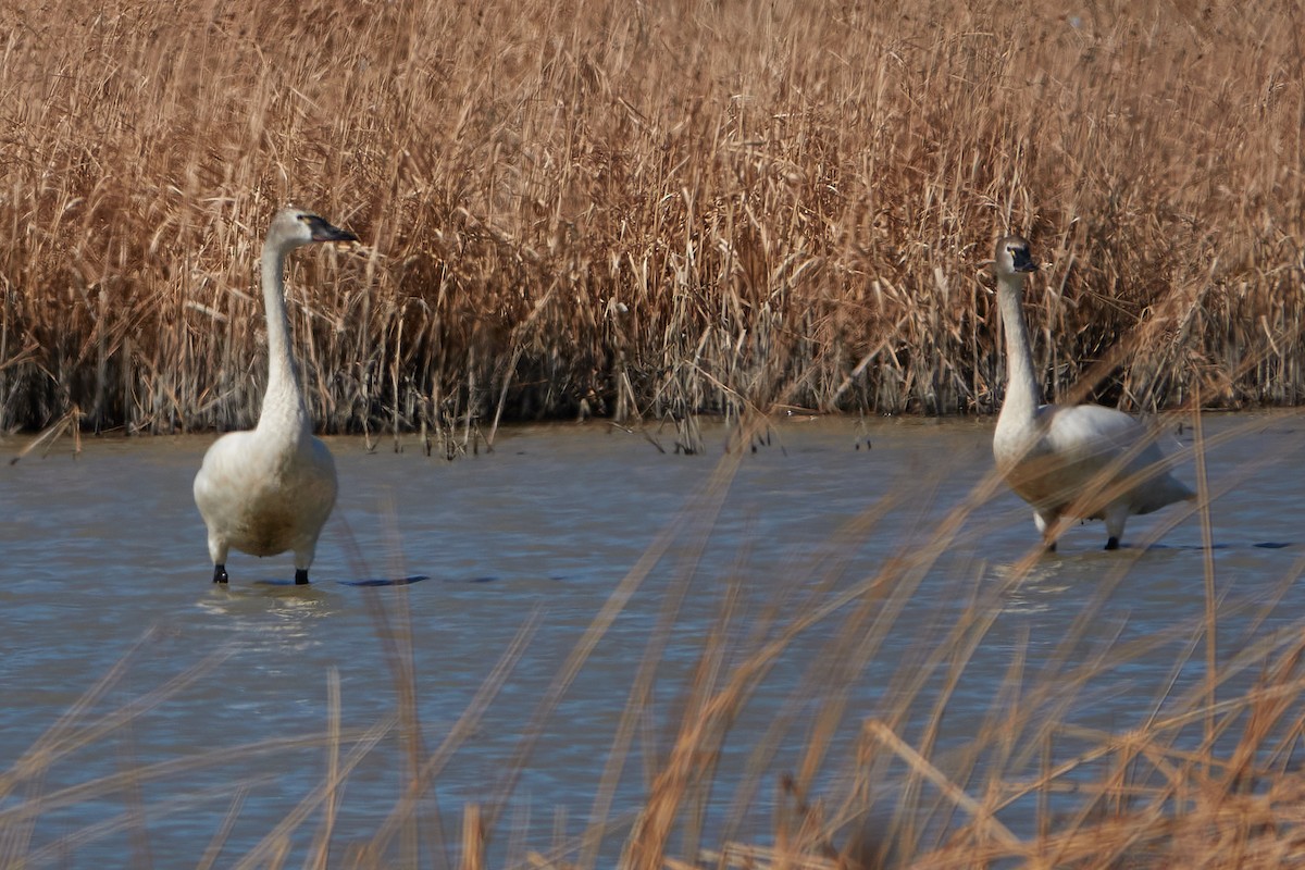 Tundra Swan - ML316617561