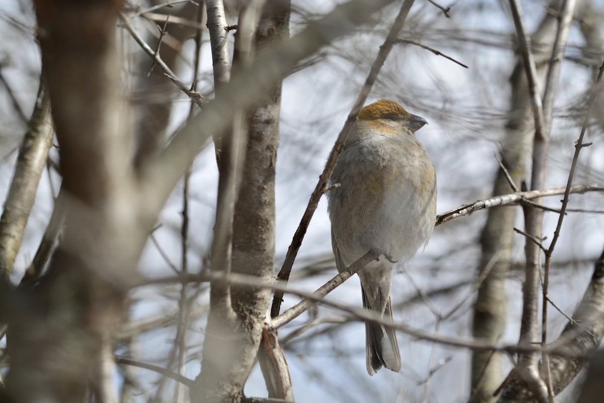 Pine Grosbeak - ML316617641