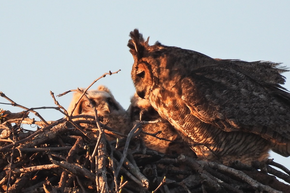 Great Horned Owl - ML316617881