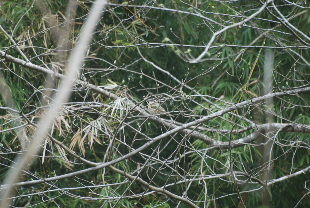 Black-headed Grosbeak - ML316617981