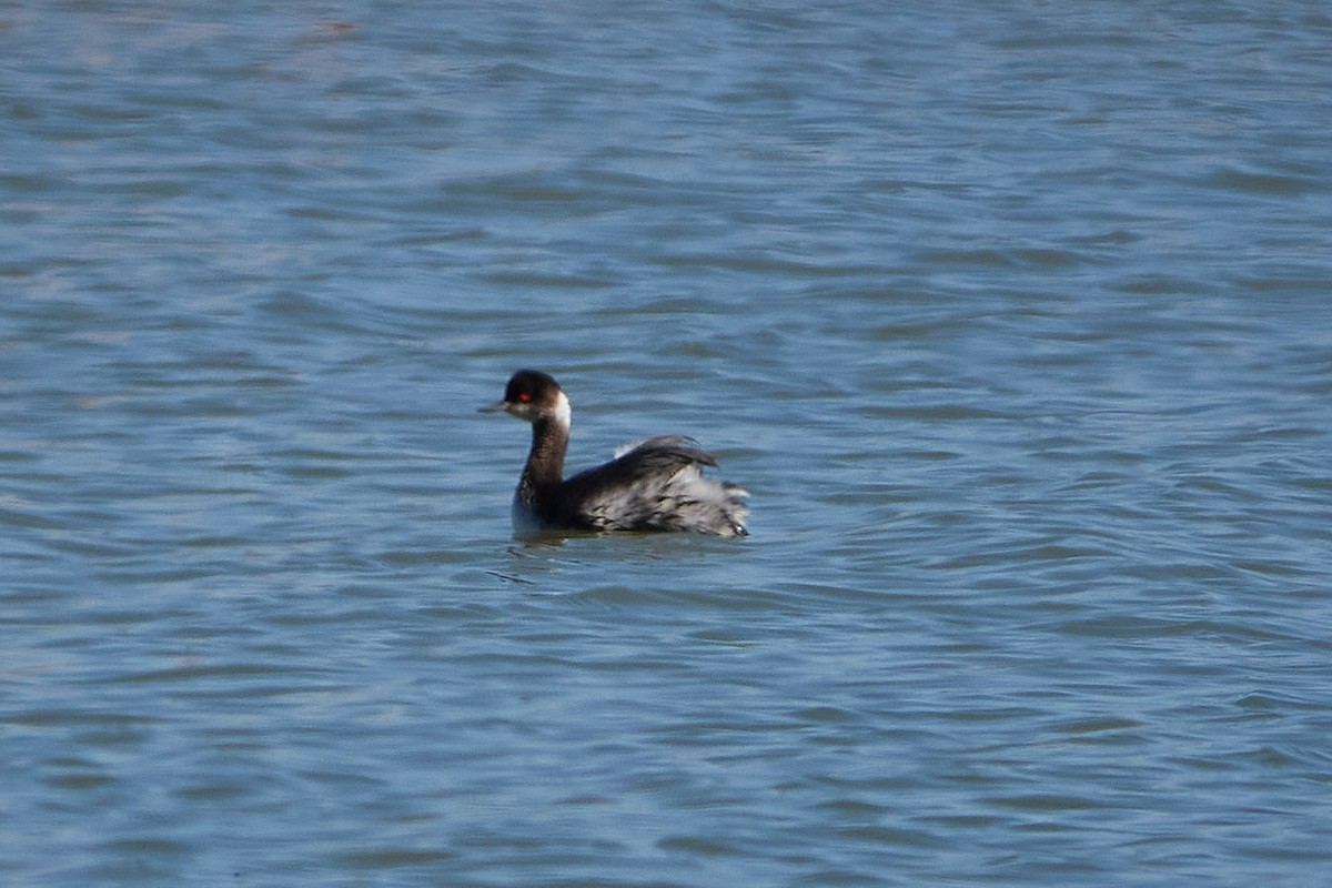 Eared Grebe - ML316618081