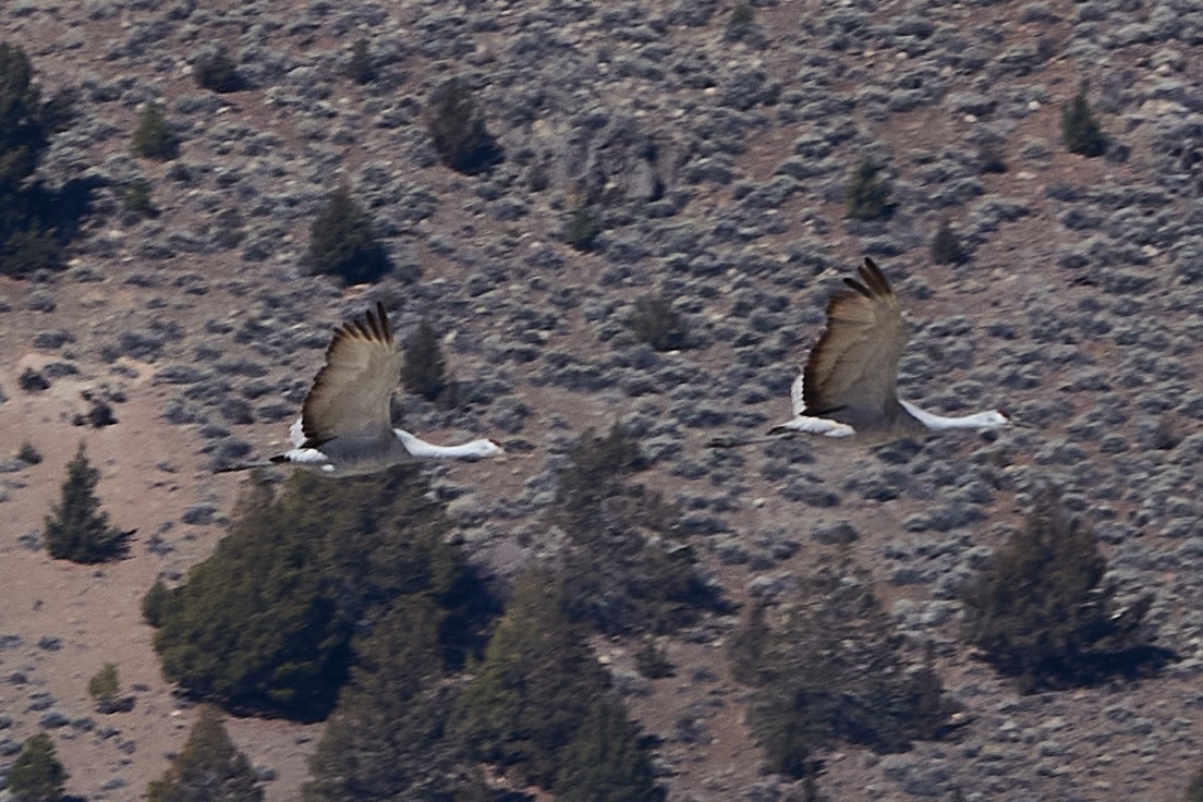 Sandhill Crane - ML316618281