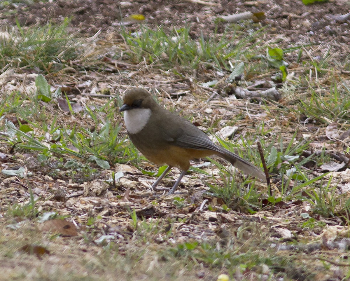 White-throated Laughingthrush - Gary Rosenberg