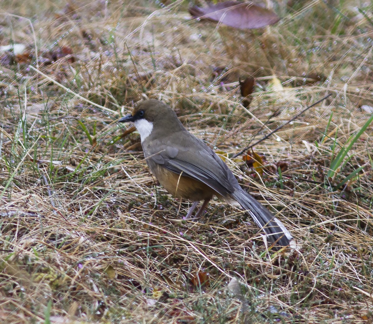 White-throated Laughingthrush - ML316618891