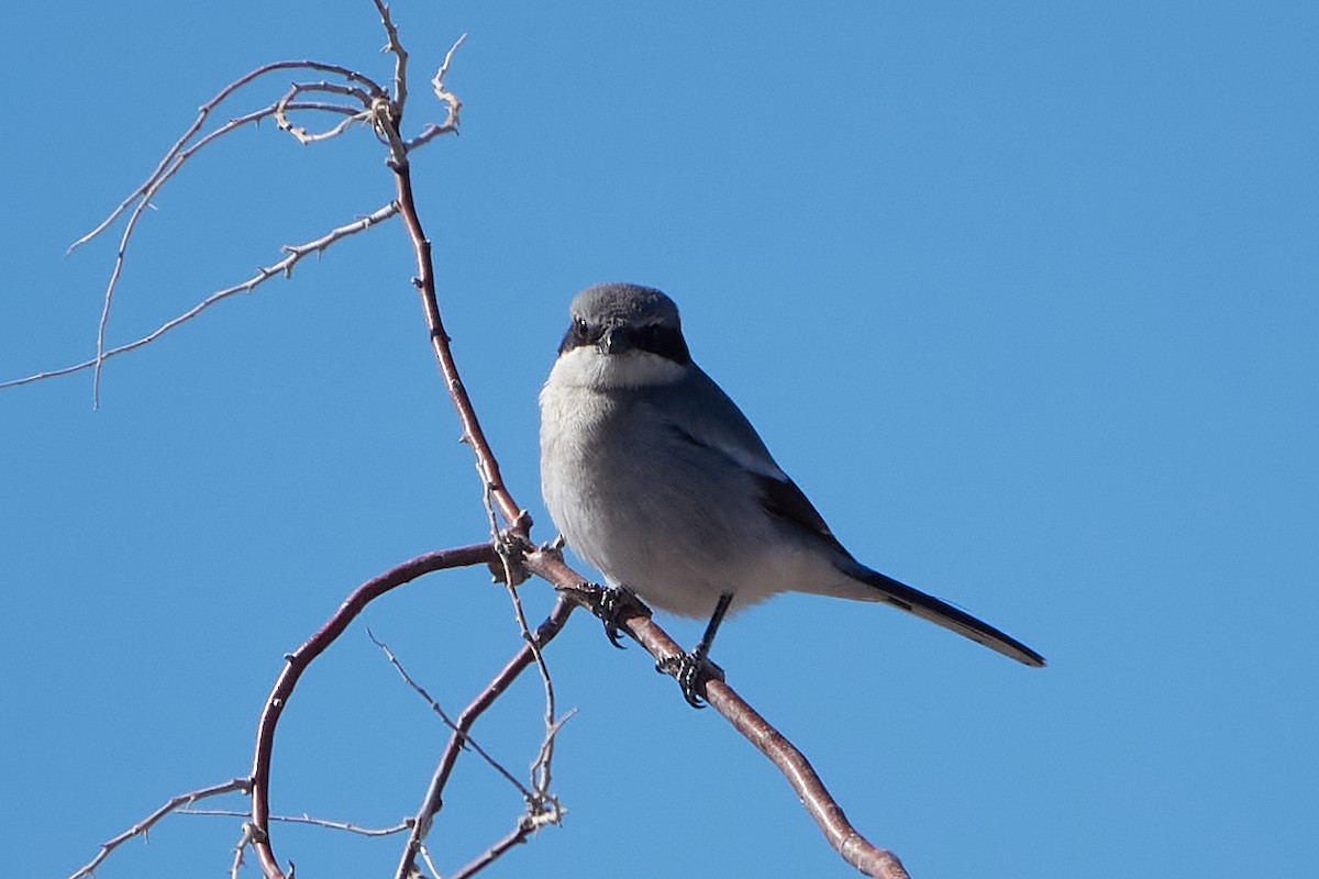 Pie-grièche migratrice - ML316618981