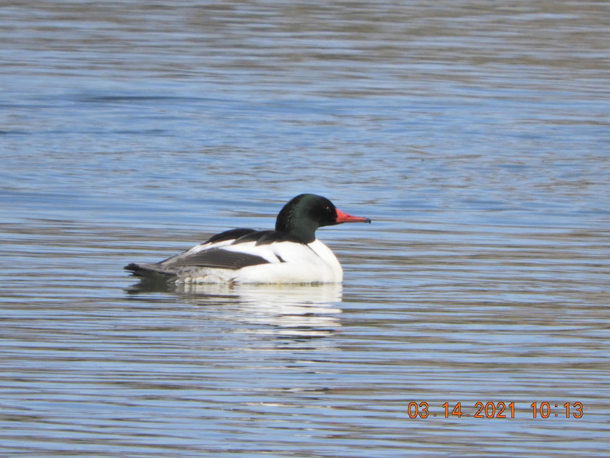 Common Merganser - ML316619191