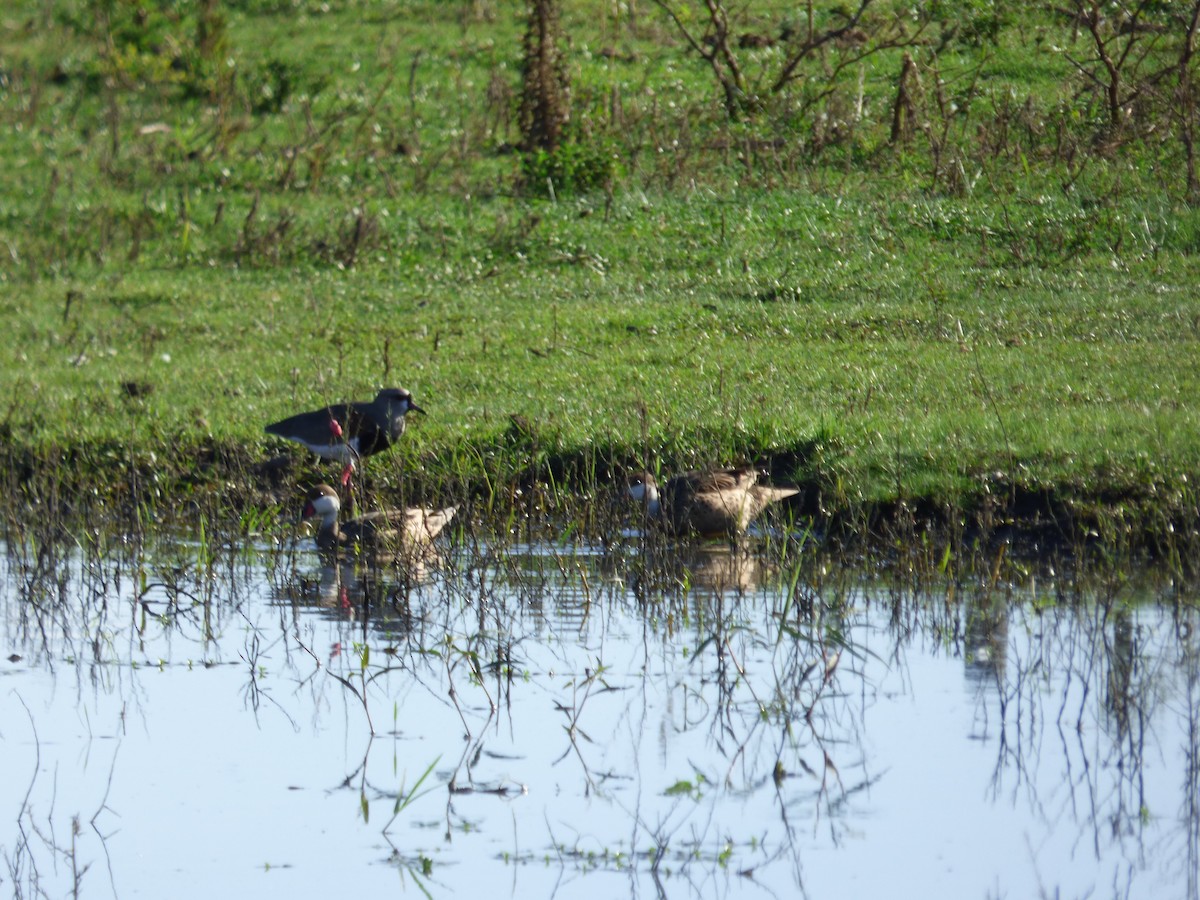 White-cheeked Pintail - ML316619491