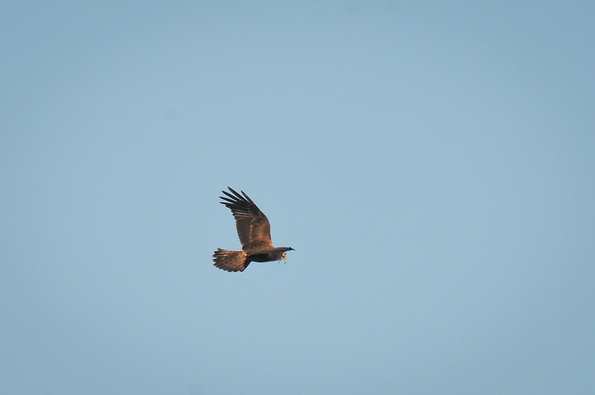 Eastern Marsh Harrier - ML316619511