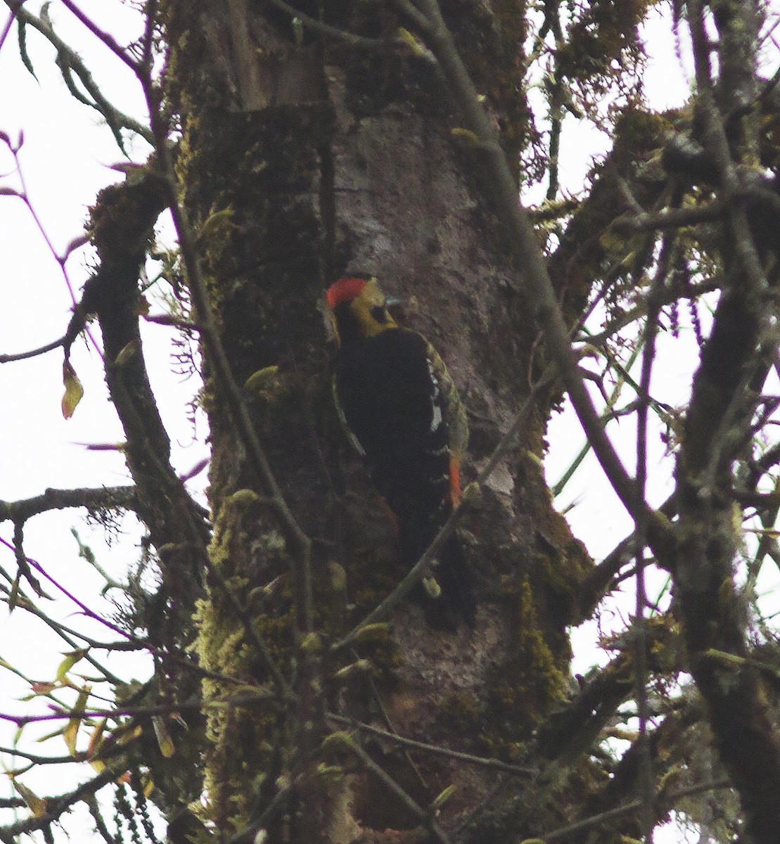 Darjeeling Woodpecker - ML316620451