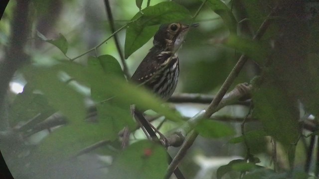 Streak-chested Antpitta - ML316620471