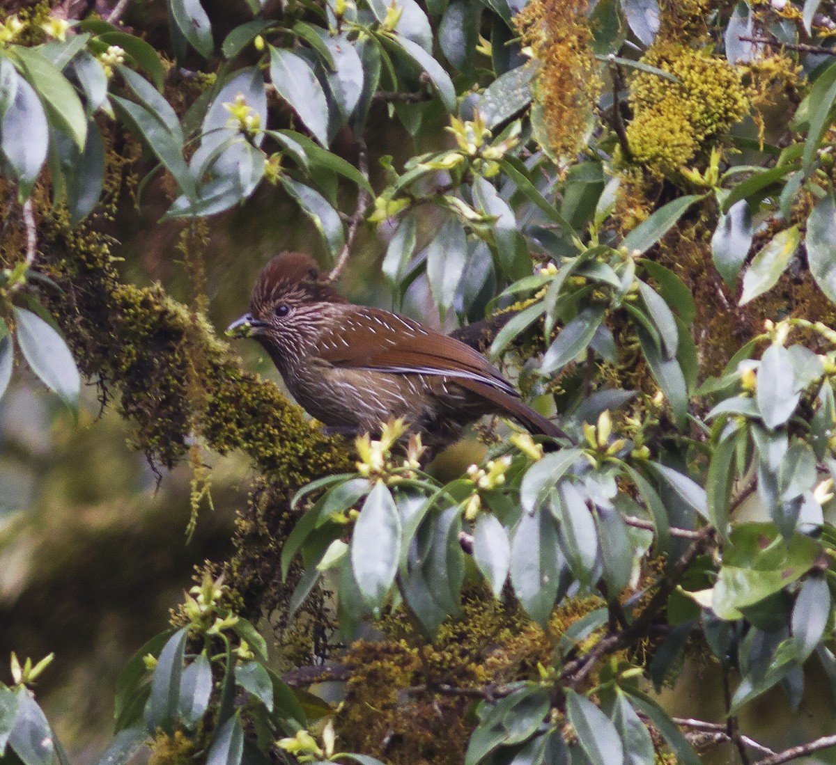 Striated Laughingthrush - ML316621011