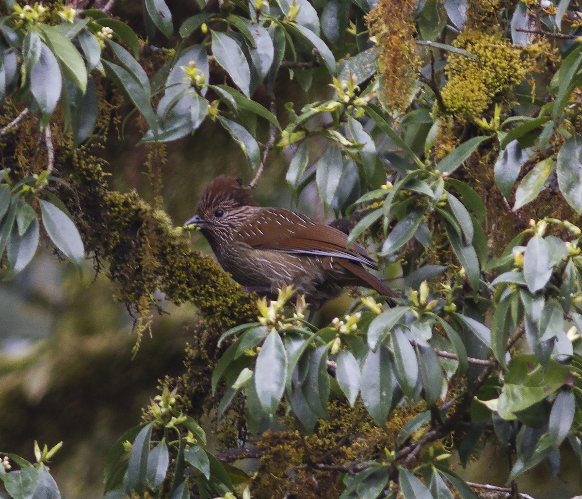 Striated Laughingthrush - ML316621021