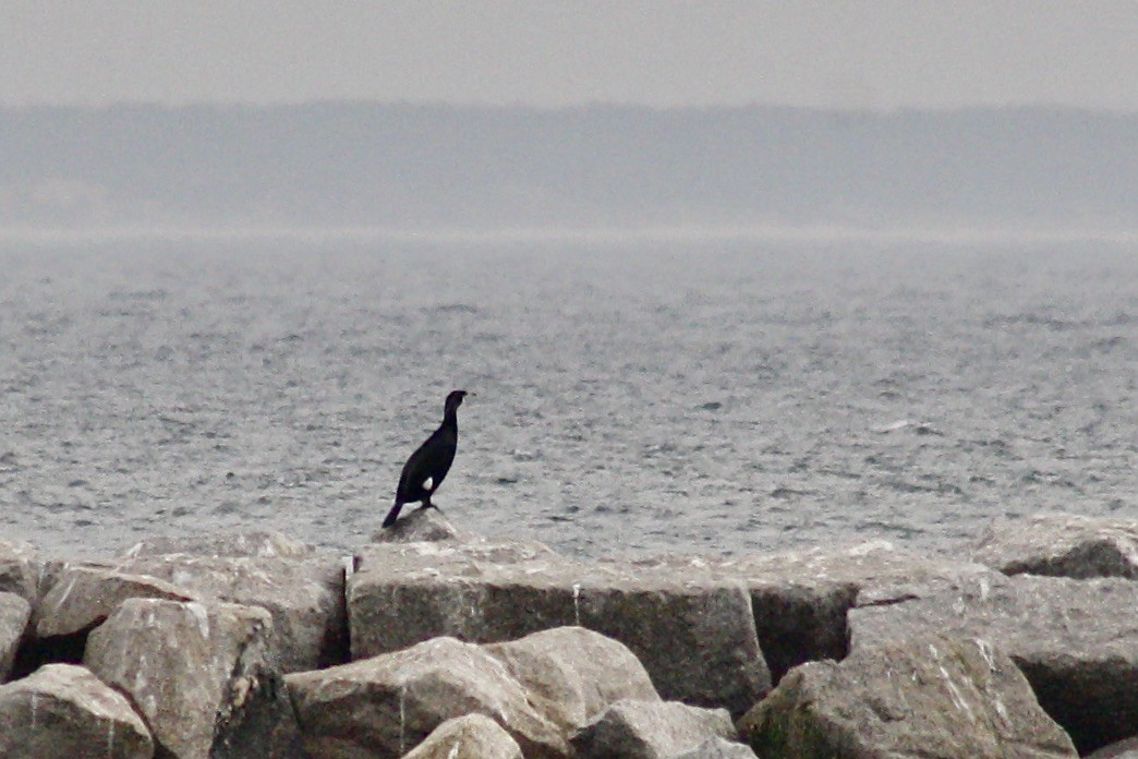 Great Cormorant (North Atlantic) - ML316622071
