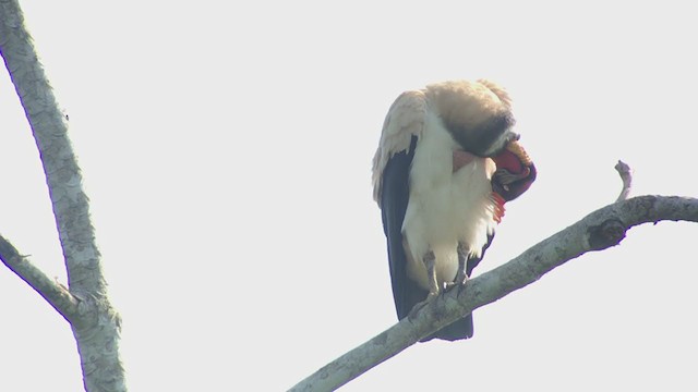 King Vulture - ML316622971