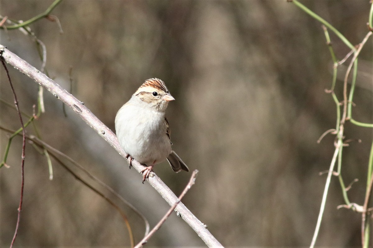 Chipping Sparrow - ML316623411