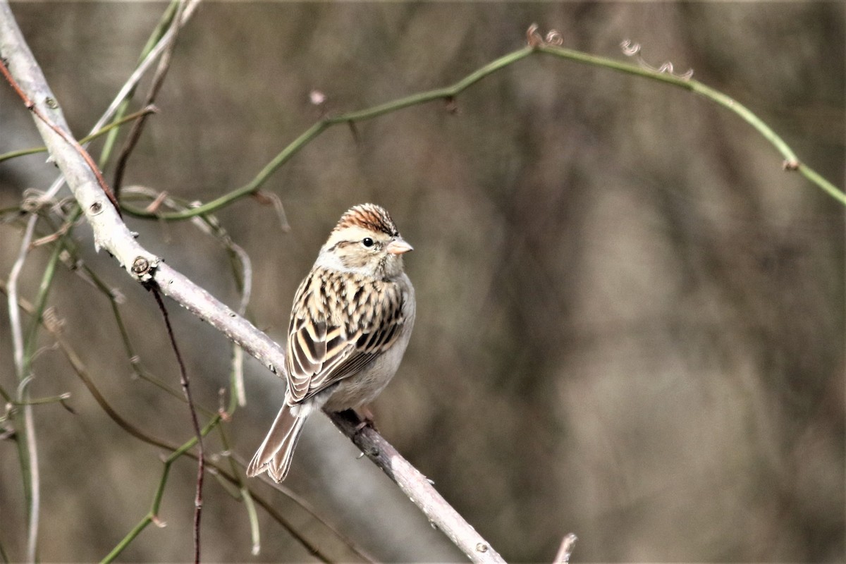 Chipping Sparrow - ML316623441