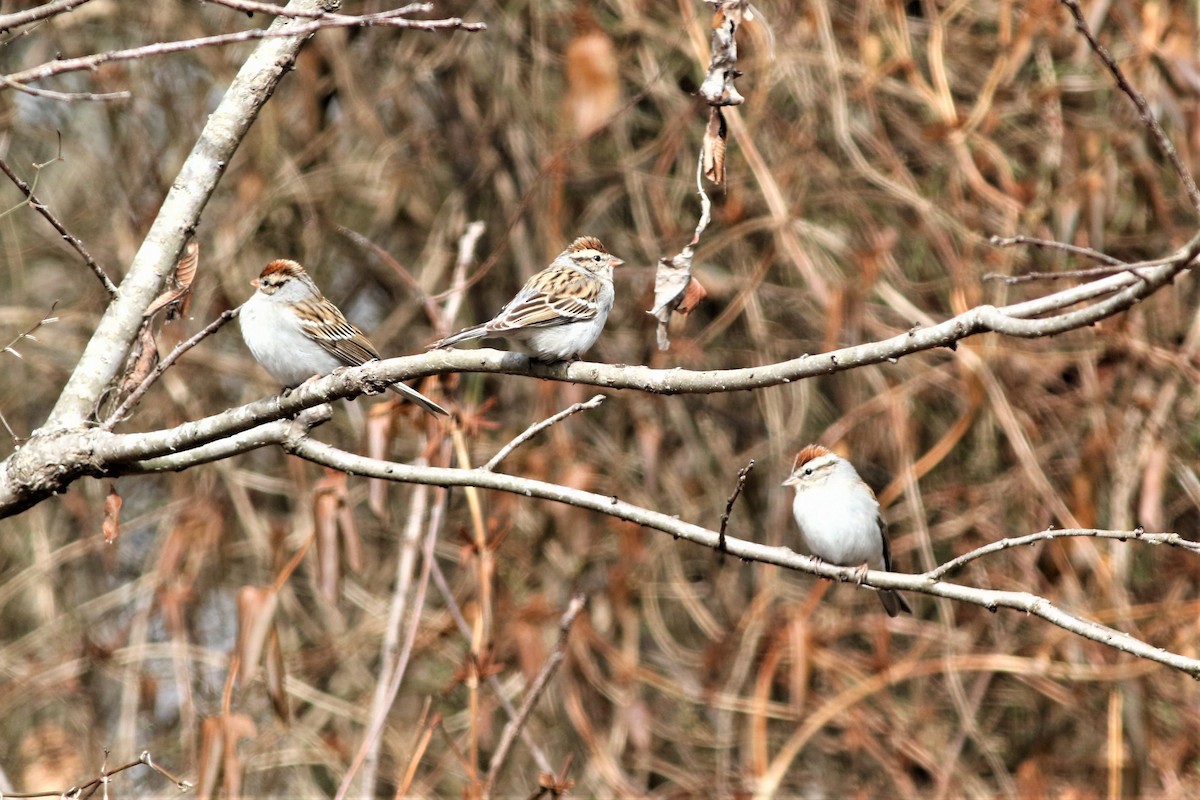 Chipping Sparrow - ML316623481