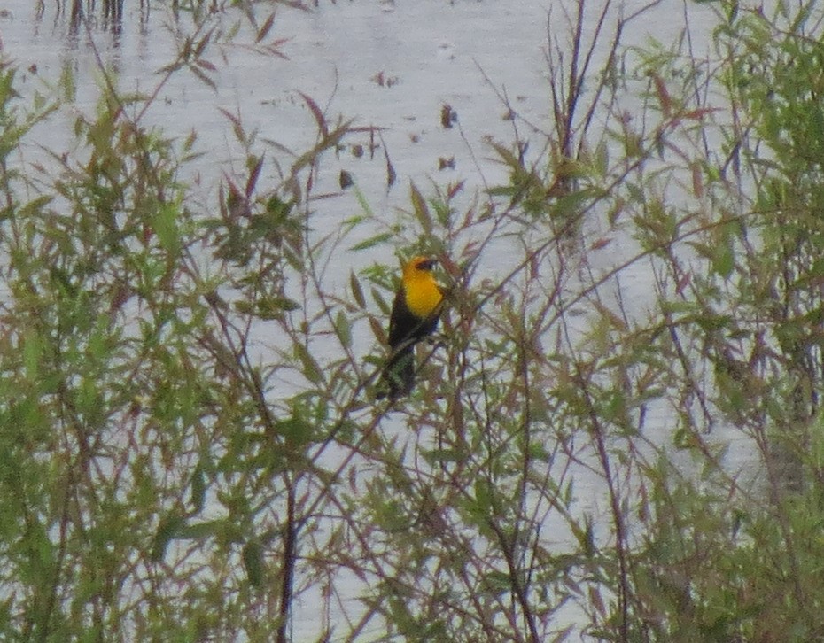 Yellow-headed Blackbird - ML31662371