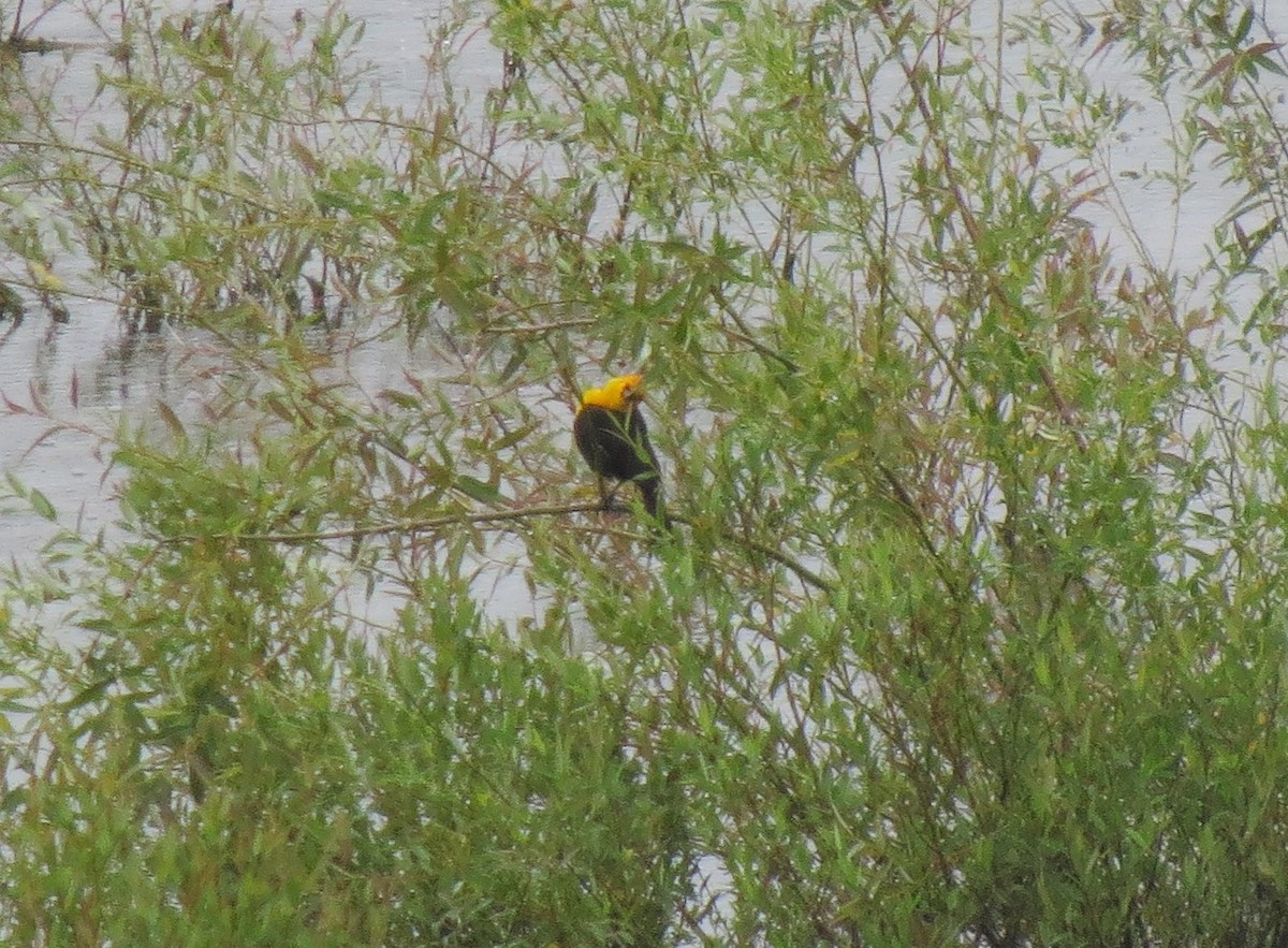 Yellow-headed Blackbird - ML31662391