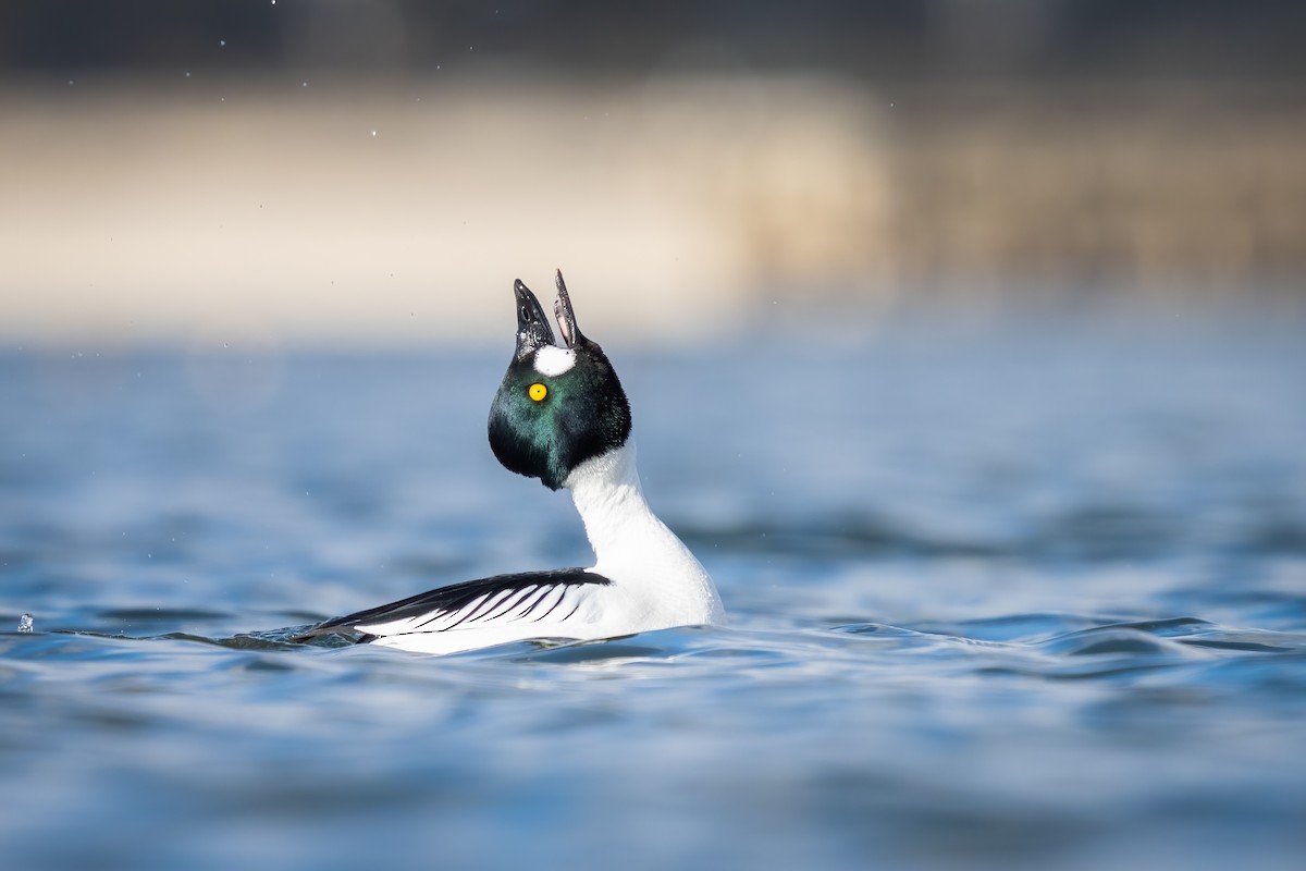 Common Goldeneye - ML316627441