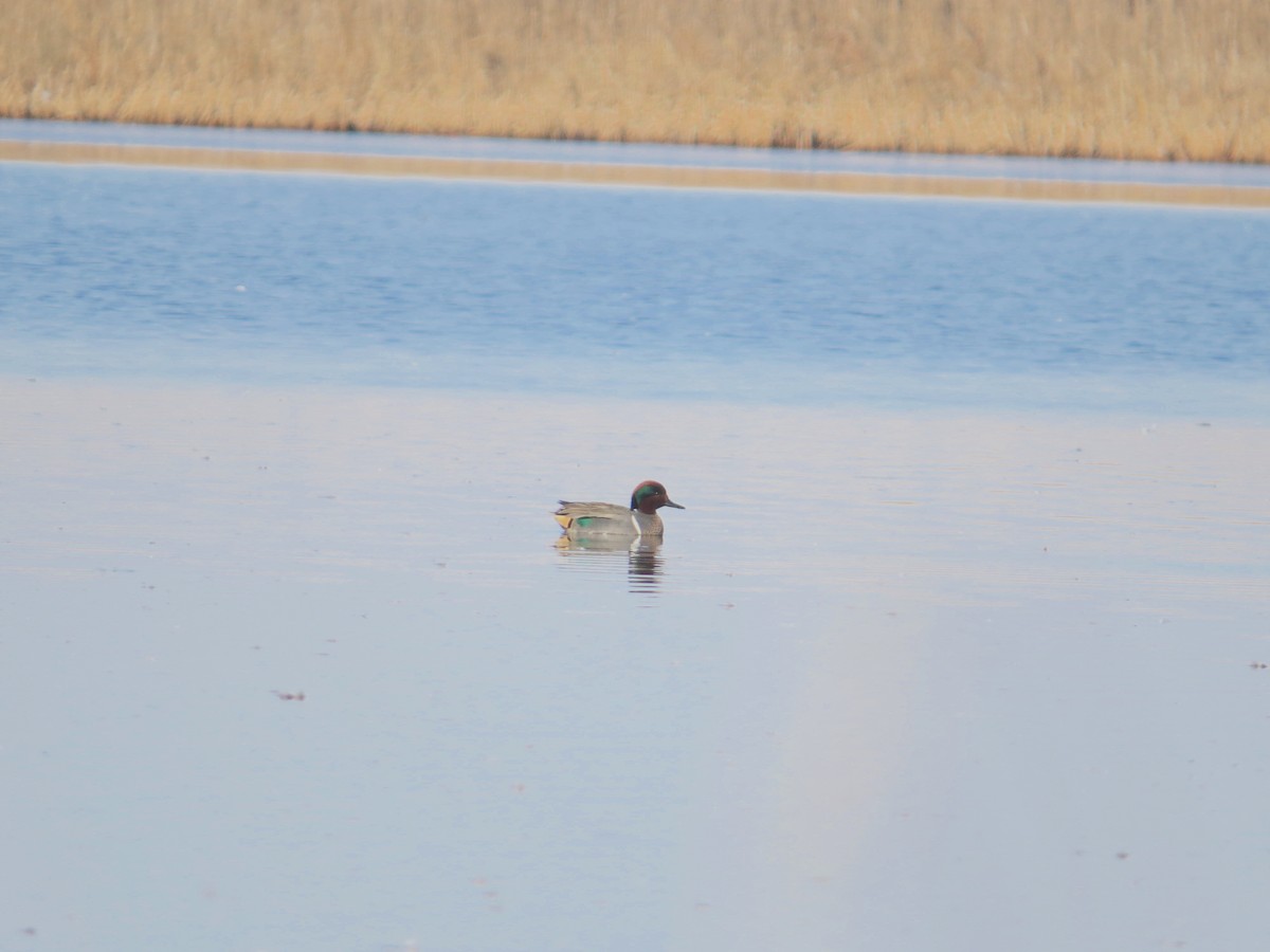 Green-winged Teal - ML316629941