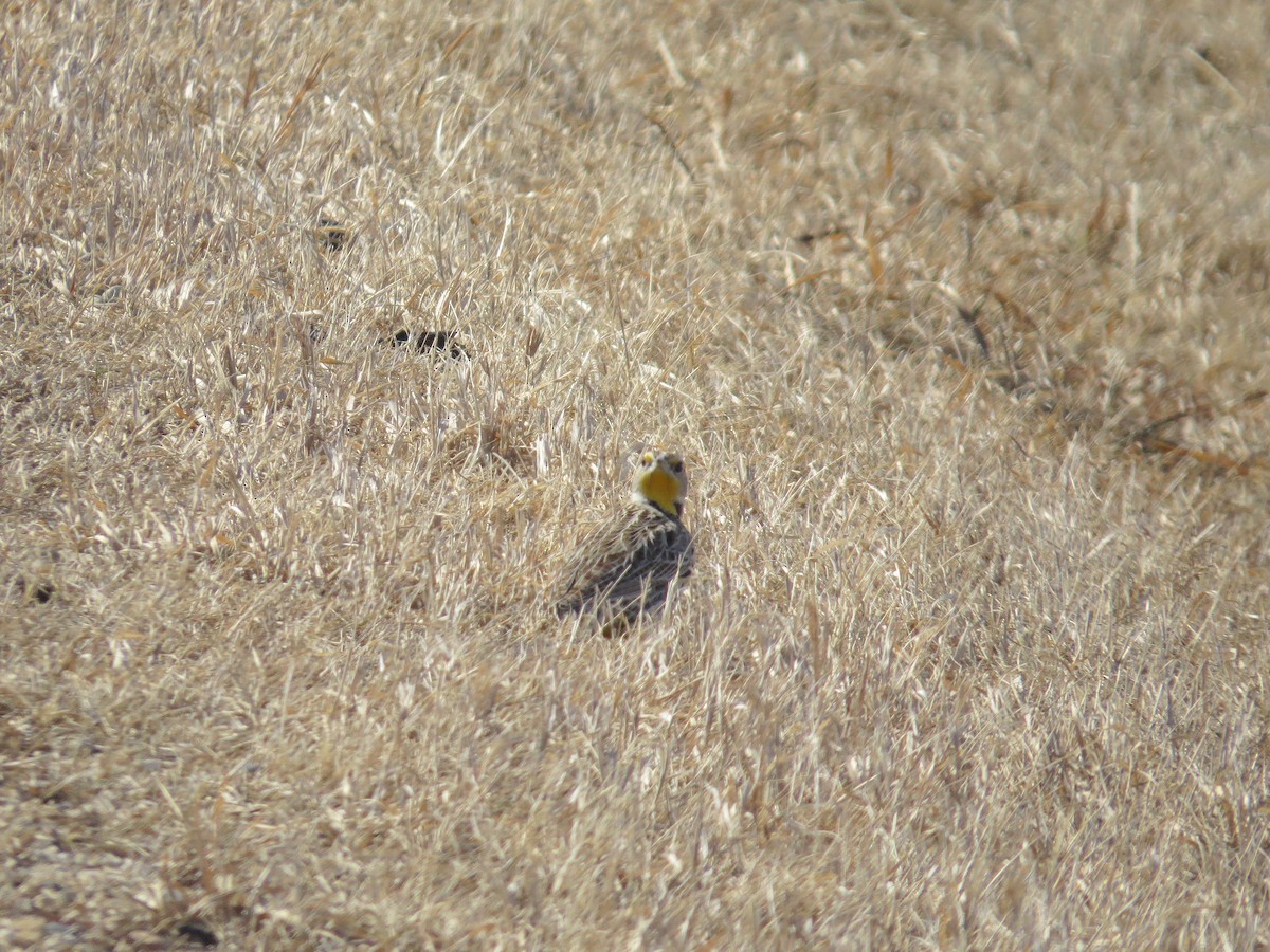 Western Meadowlark - ML316630131