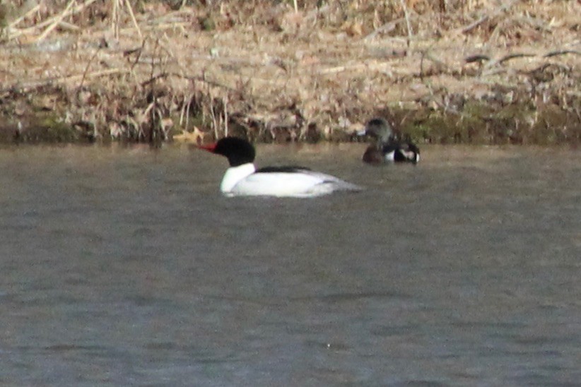 Common Merganser - ML316630581