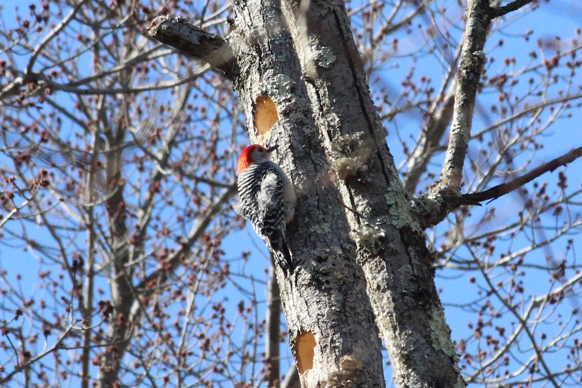 Red-bellied Woodpecker - ML316630921