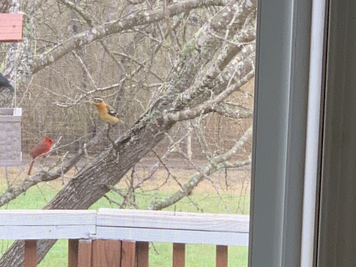 Black-headed Grosbeak - ML316630951
