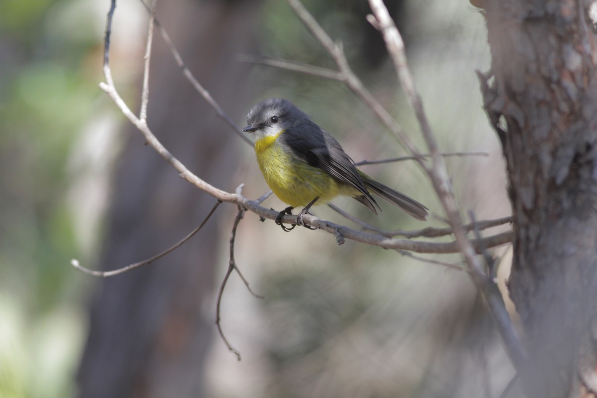 Eastern Yellow Robin - Odile Maurelli