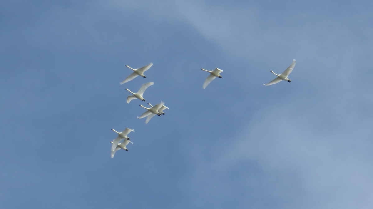 Tundra Swan - Pam Campbell