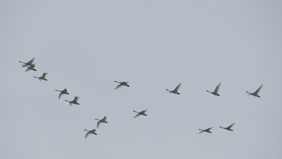 Tundra Swan - Pam Campbell