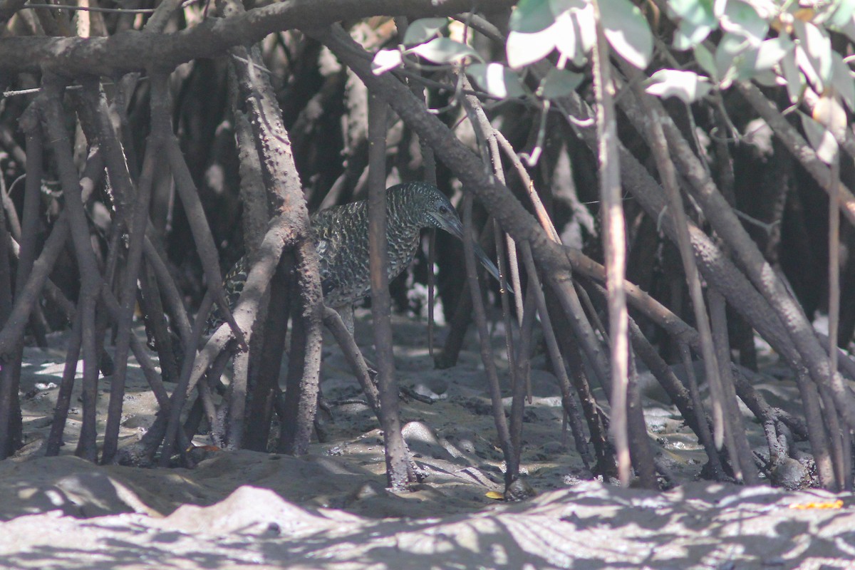 White-crested Tiger-Heron - ML316633061