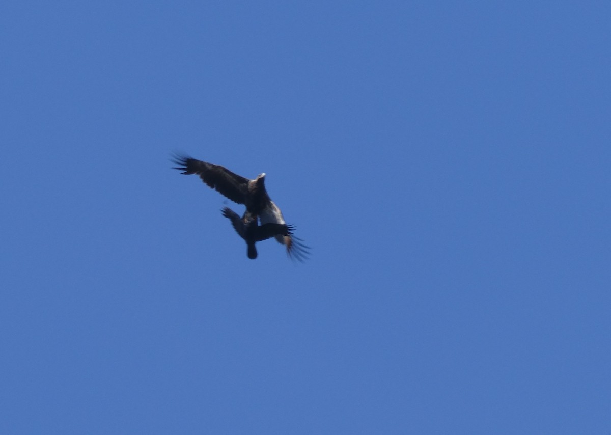 Wedge-tailed Eagle - Luke Downey