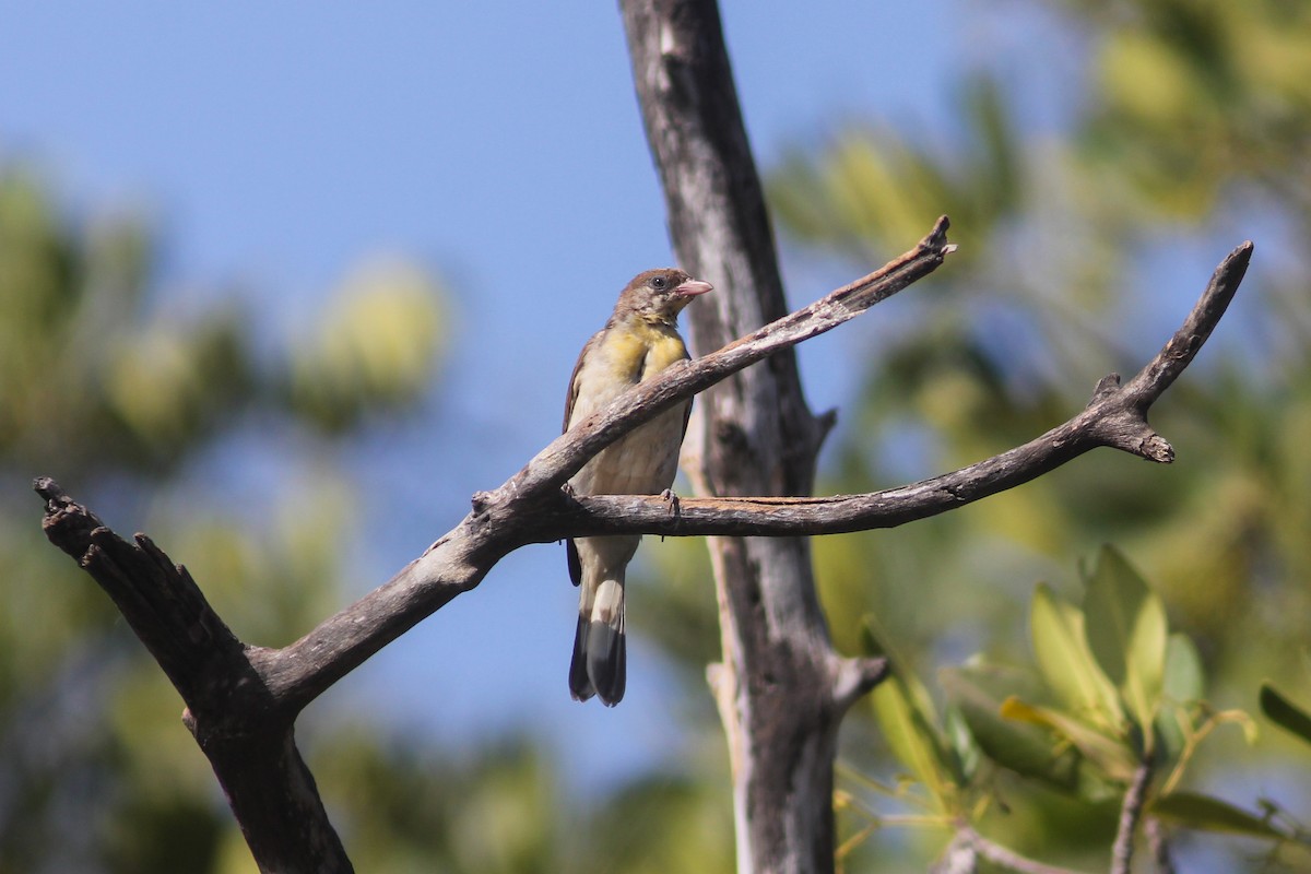 Greater Honeyguide - ML316633551