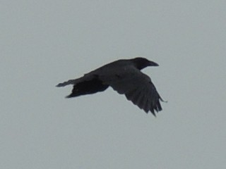 Common Raven - ML31663361