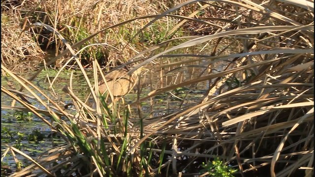 American Bittern - ML316633931