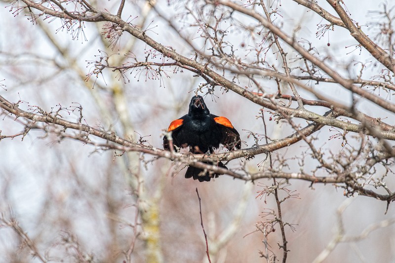 Red-winged Blackbird - Jim Keller