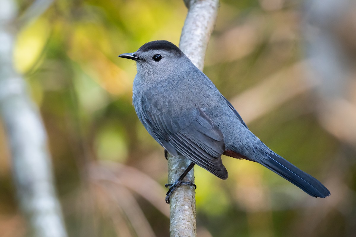 Gray Catbird - LeShun Smith