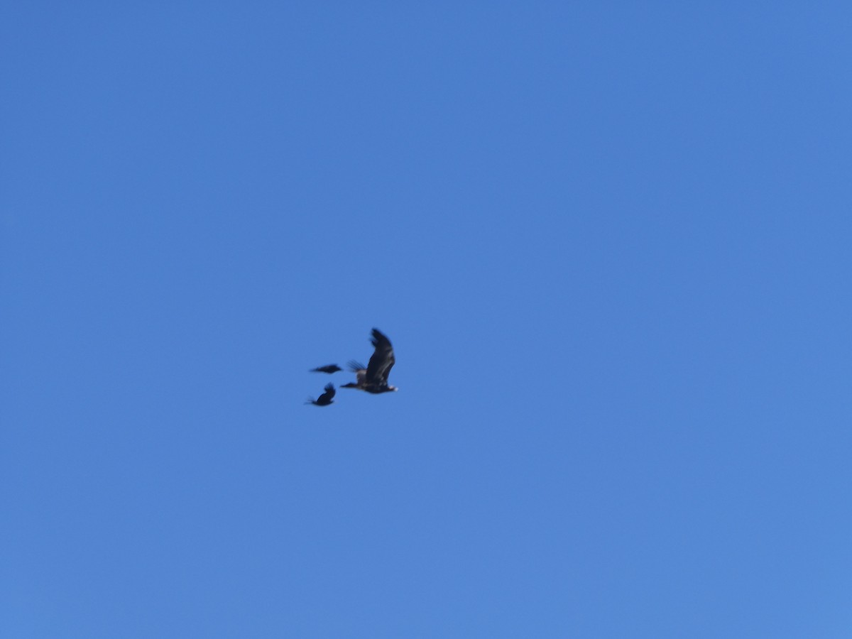 Wedge-tailed Eagle - ML316634181