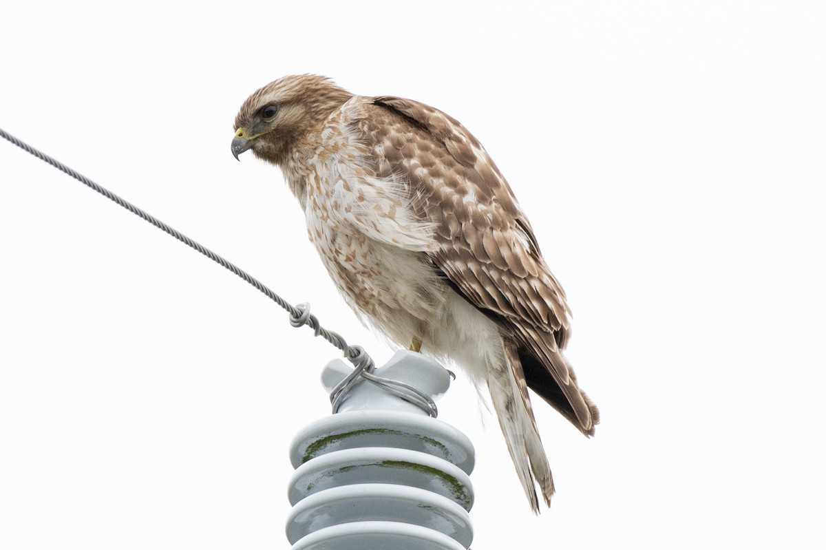 Red-tailed Hawk - ML316634651